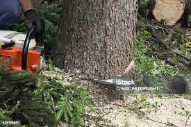 Best Palm Tree Trimming  in Moraine, OH